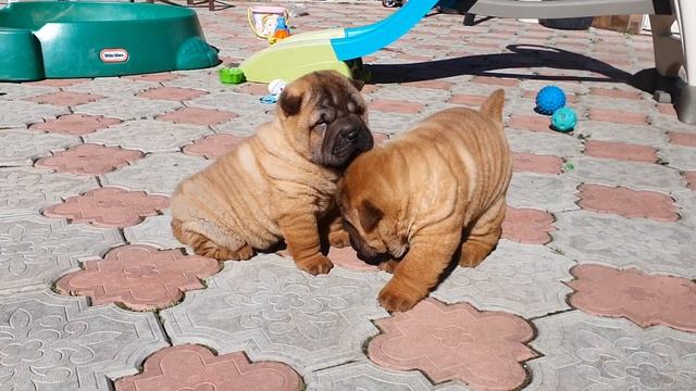 Помет " С", 2024; Первая прогулка смотреть онлайн