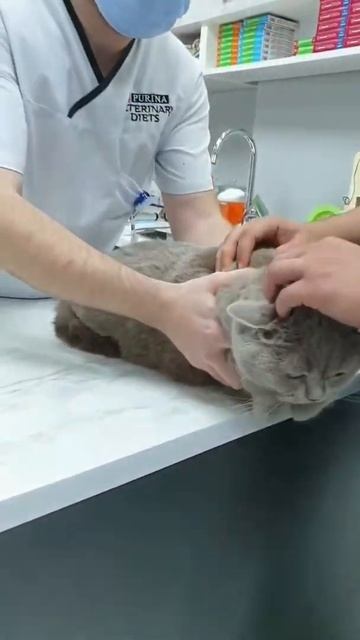 I am vaccinated смотреть онлайн