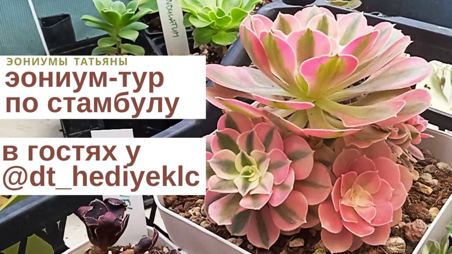 №159 Эониум-тур в Турцию. Часть 1