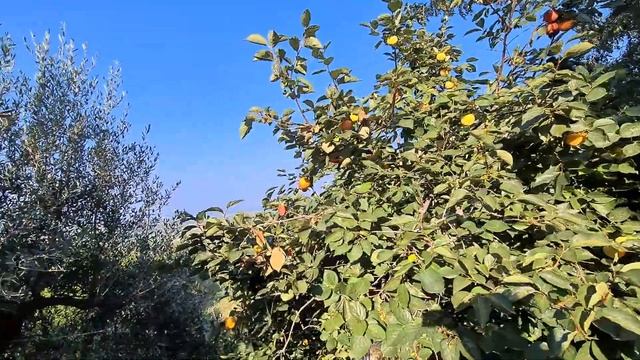 А ВЫ САЖАЕТЕ ЗИМОЙ ОГОРОД??? ЧТО МЫ ПОСАДИЛИ - ПОСПЕЛИ АПЕЛЬСИНЫ смотреть онлайн