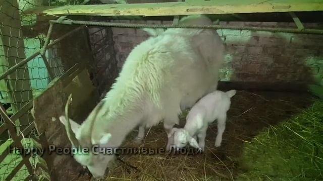 ВЕЧЕРНИЙ ОБХОД ХОЗЯЙСТВА С МАЛЕНЬКИМ БЛОГЕРОМ!!! EVENING CIRCUIT OF THE FARM смотреть онлайн