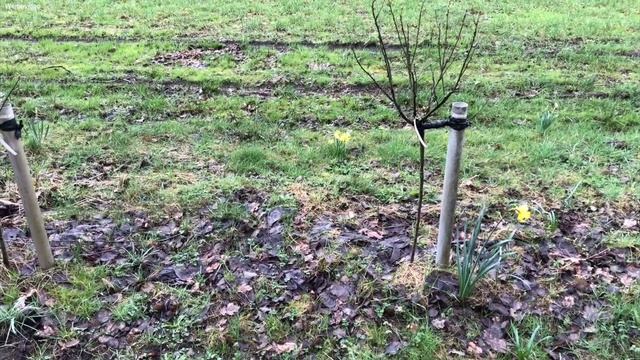 🌸 Über 20 Obstbäume und -sträucher im Vegetationsvergleich im März 2024 #imkern #Obstblüte #blüten смотреть онлайн