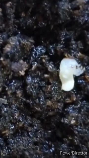 アトラスオオカブトの卵が孵化したー！ #昆虫 #昆虫飼育 #虫 #飼育 #カブトムシ #繁殖 #幼虫 #アトラスオオカブト #孵化 #幼虫 смотреть онлайн