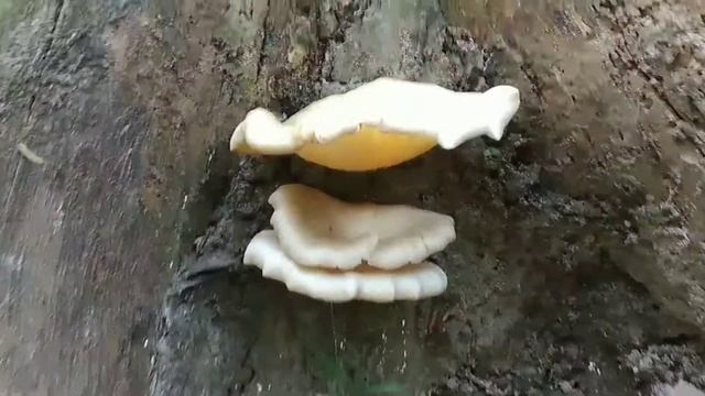 Nature's Creations Wild Mashroom смотреть онлайн