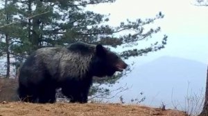 Дальневосточный бурый медведь (1)