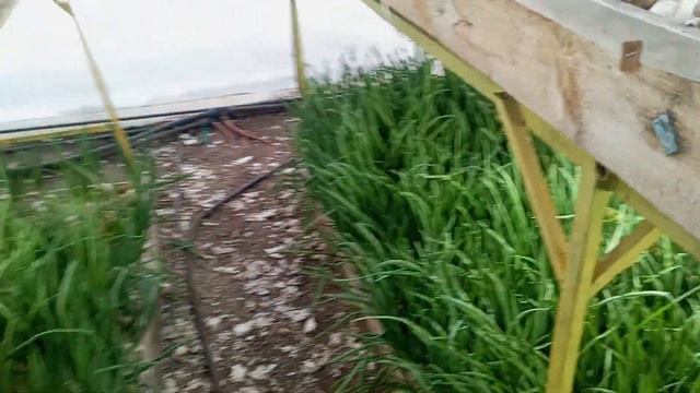 Стардаст из неоригинальных семян. В чем разница при выгонке смотреть онлайн