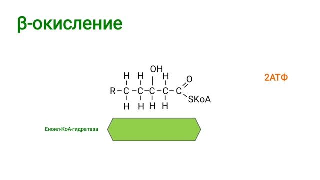 β-окисление жирных кислот смотреть онлайн