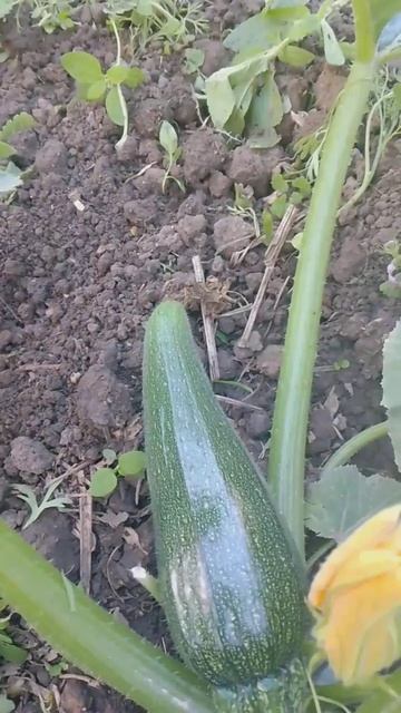 кривые кабачки исправим одной подкормкой смотреть онлайн