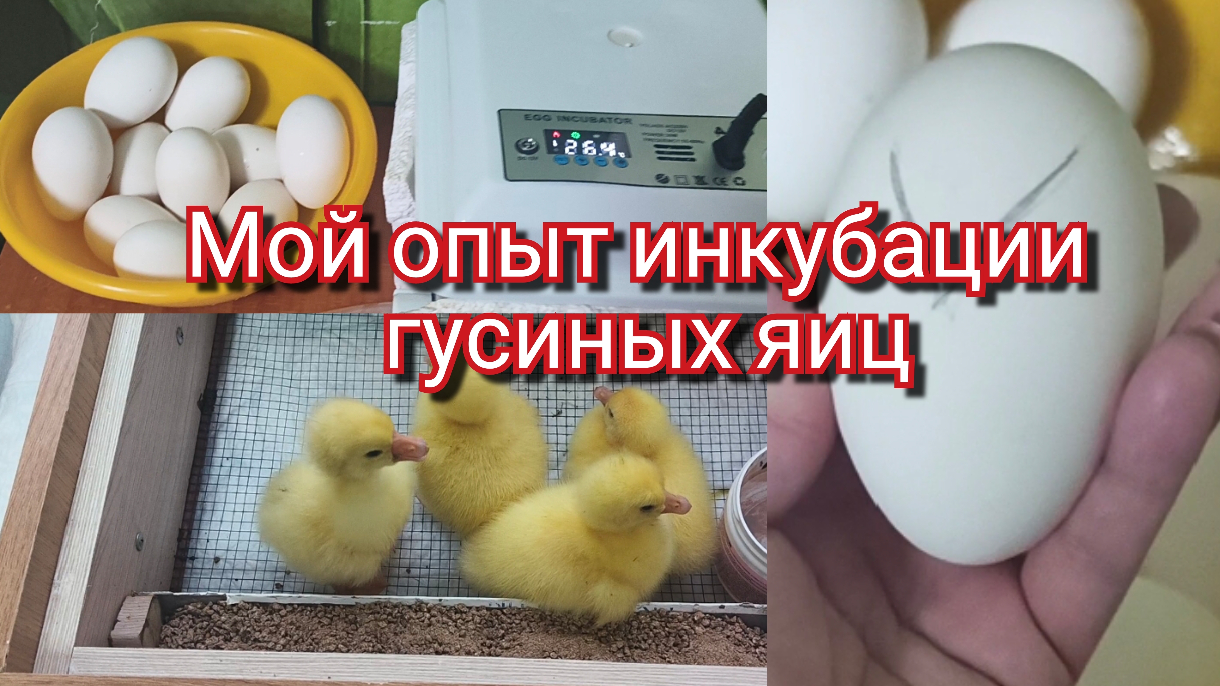 Инкубация гусиных яиц смотреть онлайн