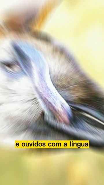 💥👍FÓSSIL VIVO 😲 смотреть онлайн