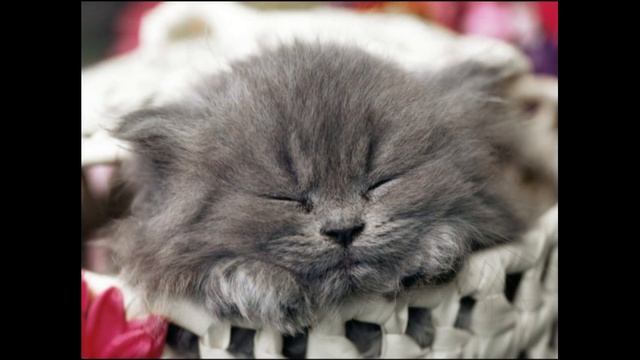 Колыбельная кошки смотреть онлайн