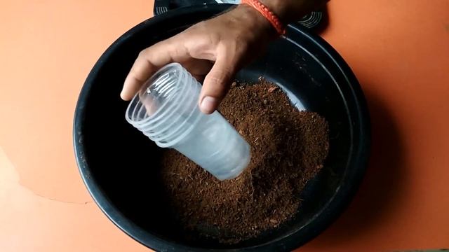 How to grow moringa from seeds/grow Drumstick from seeds смотреть онлайн