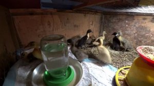 Индийский бегунок. Характеристика породы