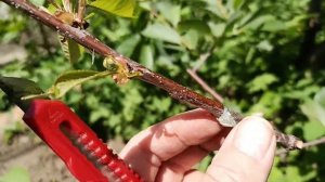 Прививка черешни на вишню. Привил в апреле, смотрим в мае.