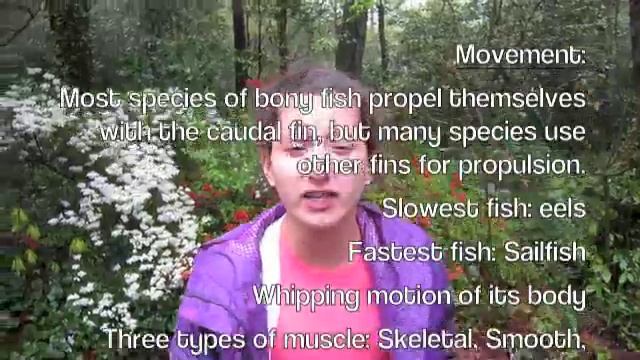 Osteichthyes (bony fish) смотреть онлайн