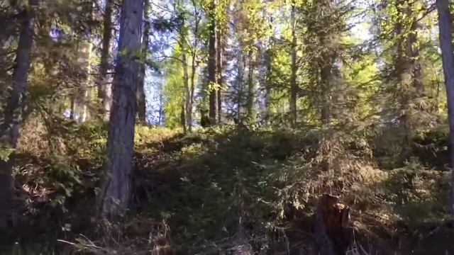 Медвежата смотреть онлайн