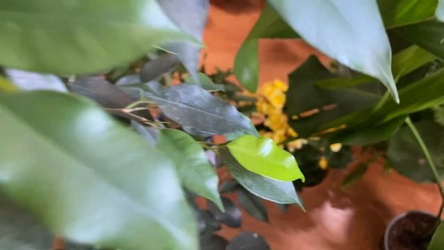 Расцвел рододендрон. Растет стефанотис. Цветут гардении. смотреть онлайн