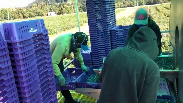 Desde el campo de el arándano (blueberry) con cariño para todo el mundo смотреть онлайн