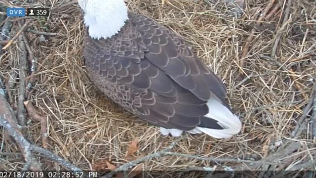 Hatch Progressing - Switch - 250 pm - Berry College Bald Eagles - Feb 18, 2019 смотреть онлайн