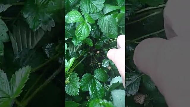 Земляника жирует смотреть онлайн