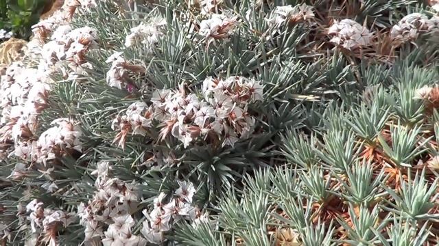 The Plant Traveller: Acantholimon Ulicinum