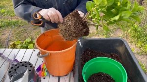 🪴ПОСАДКА,ПЕРЕВАЛКА КРУПНОЛИСТНЫХ ГОРТЕНЗИЙ. Новинки моей коллекции💥