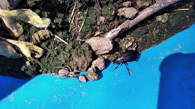Встреча паука и жука смотреть онлайн