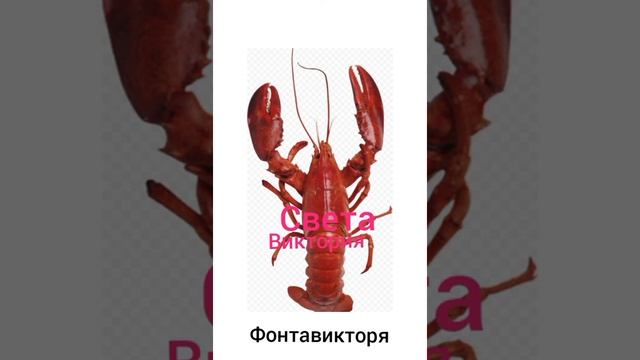 Женские имена + шиза =