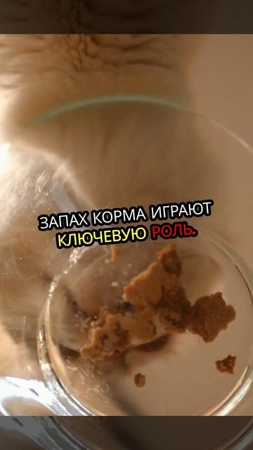 Как правильно кормить кошек