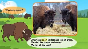 L2 063 Meet the Animals 63   American Bison