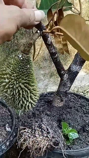 Dubai UAE durian fruit cuttings technique easy смотреть онлайн