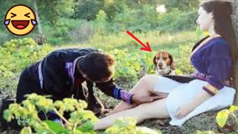 🤣 Лучшие видео о домашних животных 2025 г. смотреть онлайн