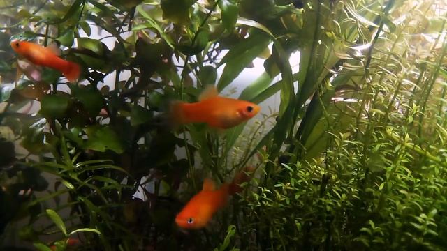 Sunset Platies in heavily planted aquarium смотреть онлайн