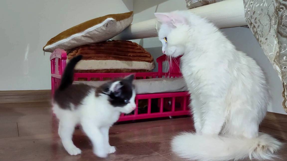 Куда делся котенок, мама-кошка волнуется. Милая кошачья семья. смотреть онлайн