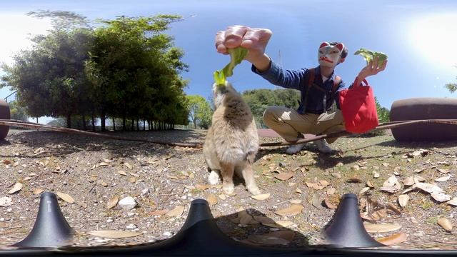 VR 360° | If you eat cabbage, will you level the ground? смотреть онлайн