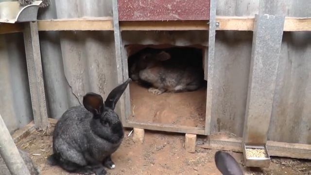 5 месяцев в норе. Проверка на окрол. смотреть онлайн