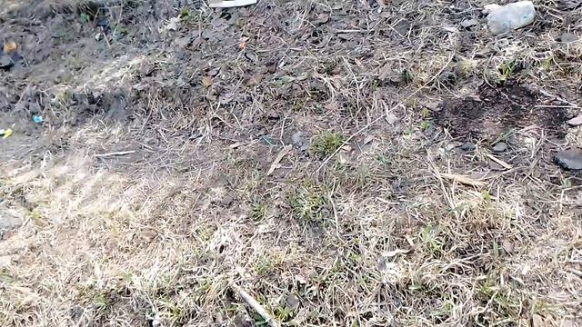 Жизнь женщины в Сибири! Заполняю парник навозом и листвой!