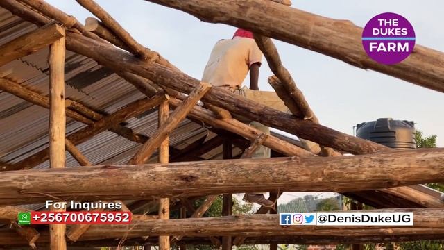 Goat Farming; Cost Of a Raised Goat House смотреть онлайн