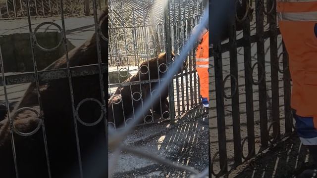 Хмельницкий зоопарк смотреть онлайн