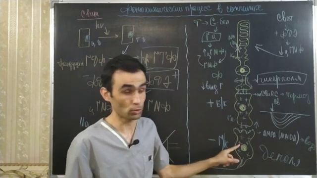 ЗРИТЕЛЬНЫЙ АНАЛИЗАТОР смотреть онлайн