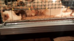 Брудер своими руками, легко и удобно. Из дешёвых материалов. В действии.