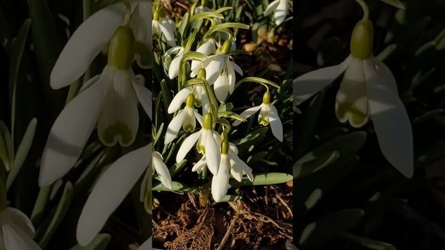 ERNESTO CORTAZAR - A New Day . ЕРНЕСТО КОРТАСАР - Новий день .Spring Snowdrops flowers. смотреть онлайн