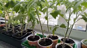 Обзор рассады после подкормки.