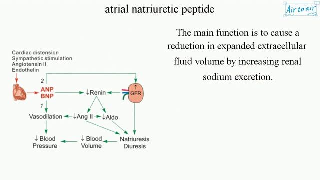 atrial natriuretic peptide смотреть онлайн