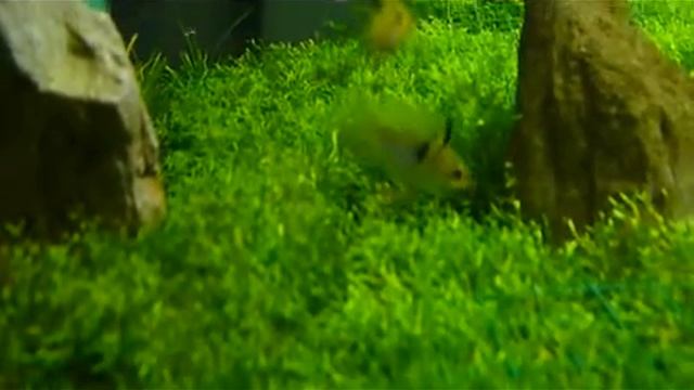 breeding.mov смотреть онлайн