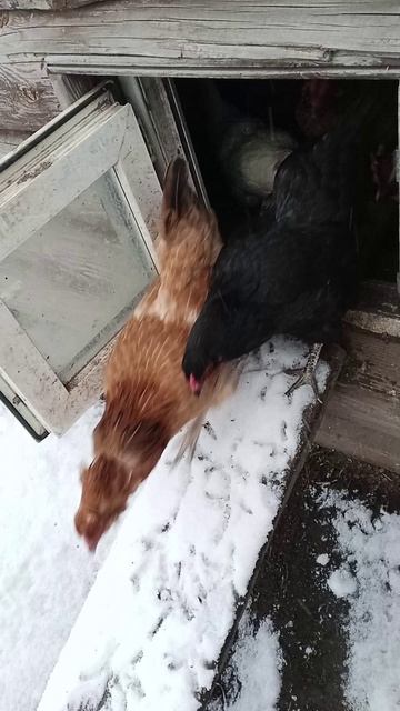 куры смотреть онлайн