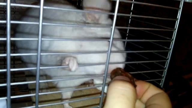 Шиншилла ест сухофрукт. Chinchilla eating dried fruit смотреть онлайн