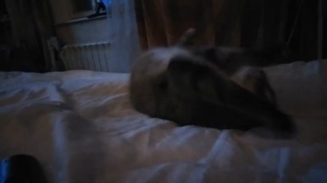 Кошка днём и ночью смотреть онлайн