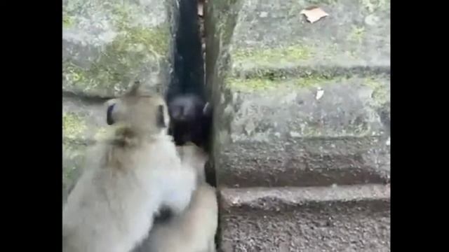 ស្វាជាប់ថ្ម Mankey Can't Move in the Rock смотреть онлайн