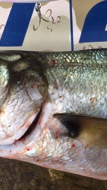Lüfer the King #fishingshorts #bluefish #shorejigging #spinfishing смотреть онлайн